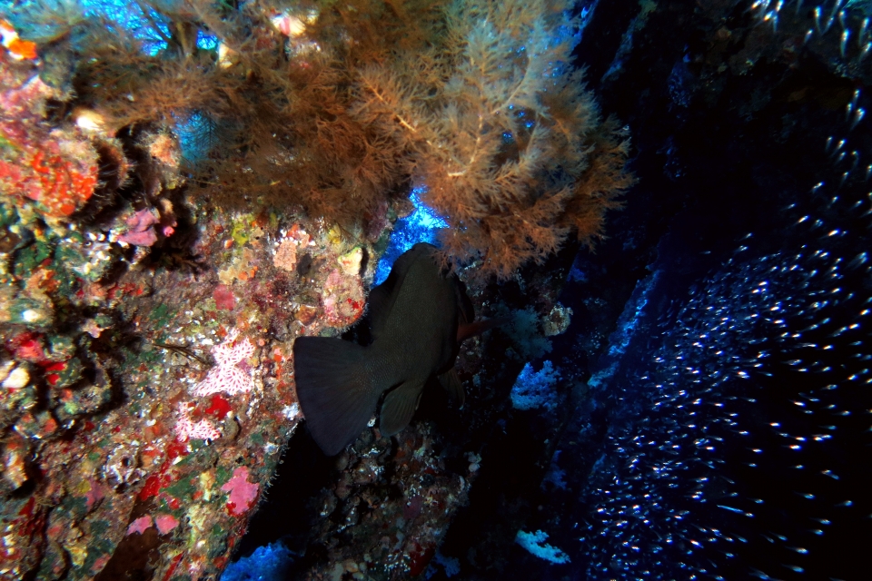 Aethaloperca rogaa