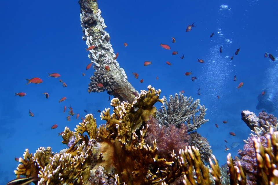 Ballet d'anthias autours d'un bossoir concrétionné