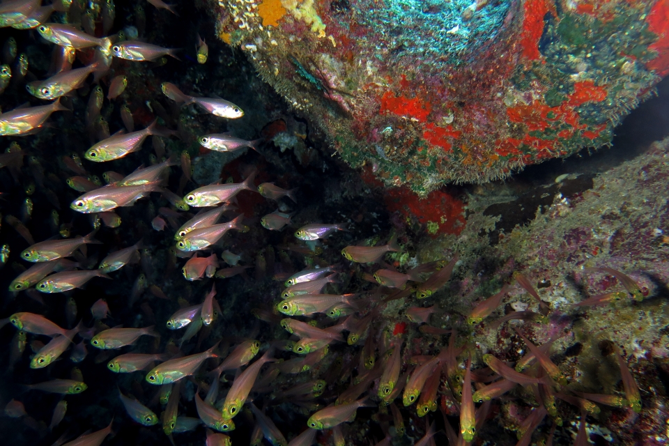 Parapriacanthus ransonneti