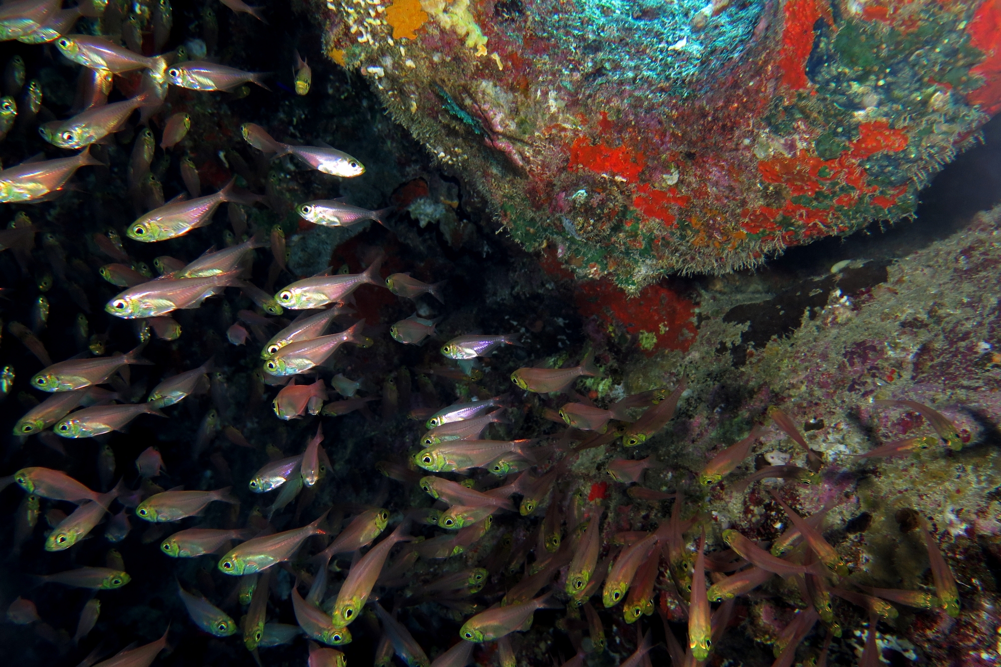 Parapriacanthus ransonneti