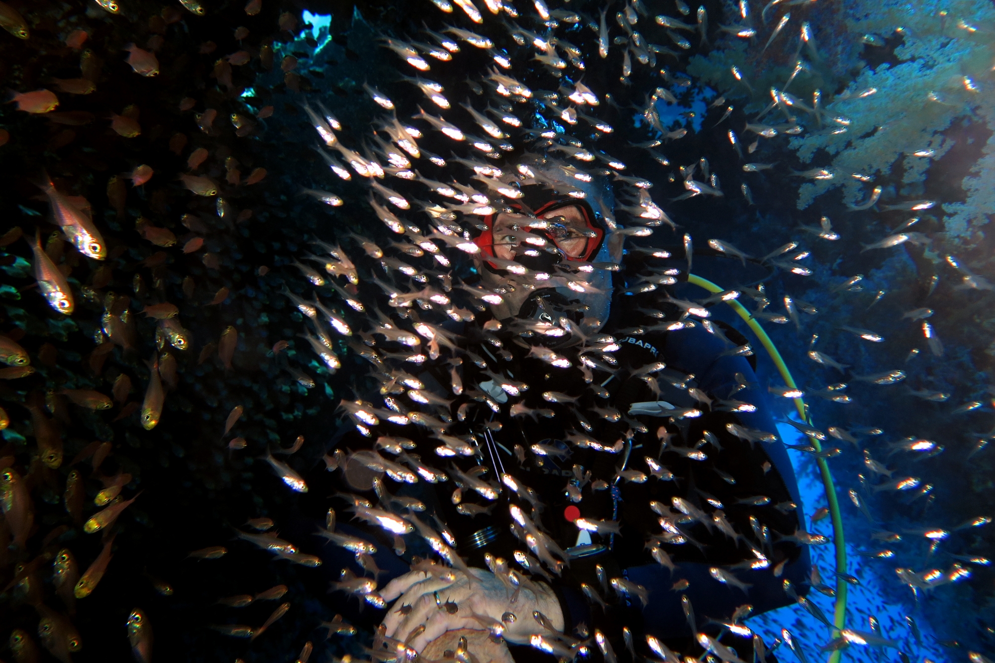 Apogon coccineus