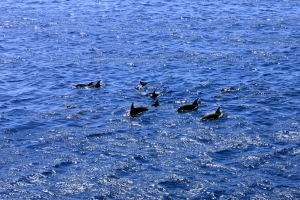 Banc de dauphin autours du récif d'Abu Nuhas