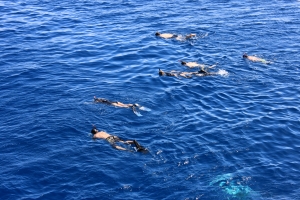 Balade en PMT pour approcher les dauphins