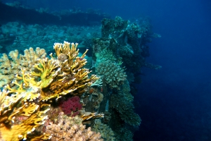 L'épave du Chrisoula K est recouverte par des coraux, coraux de feu, pocilloras, acropores et bien d'autres espèces