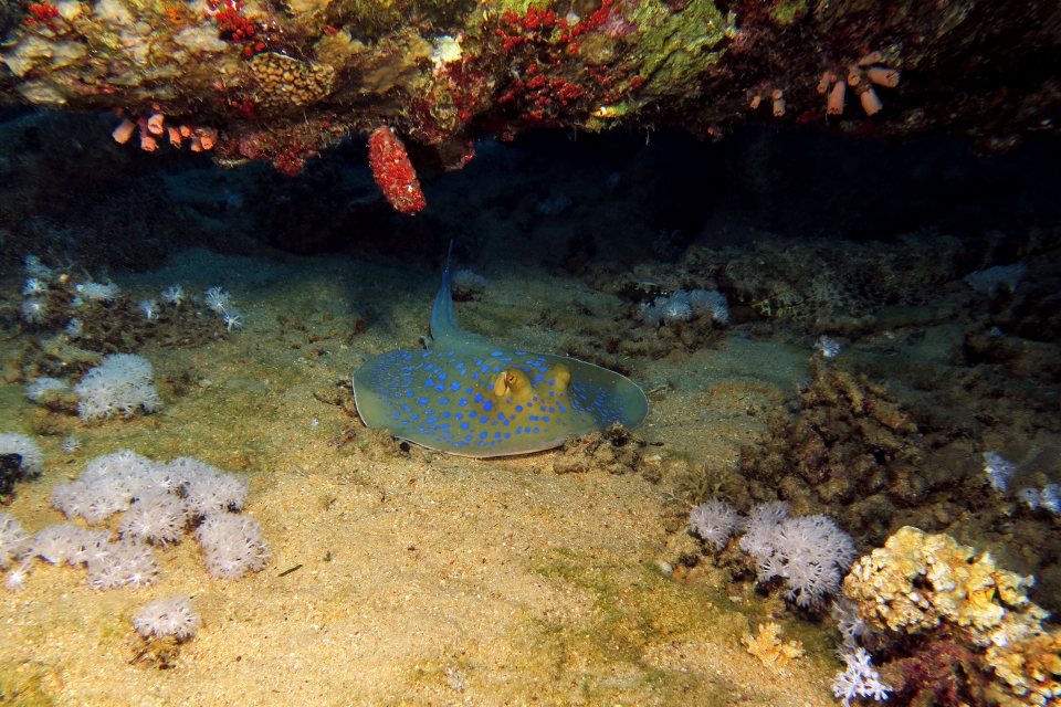 Taeniura lymma