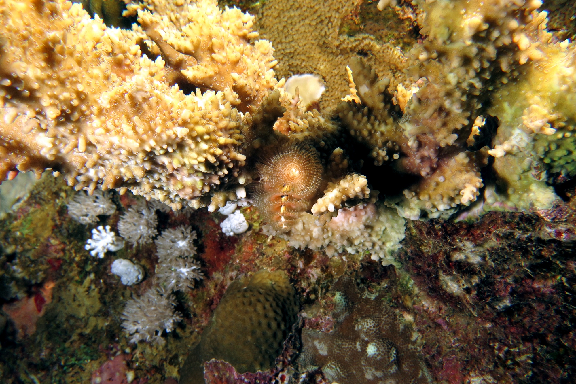 Spirobranchus giganteus, Montipora