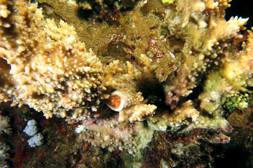 Spirobranchus giganteus, Montipora