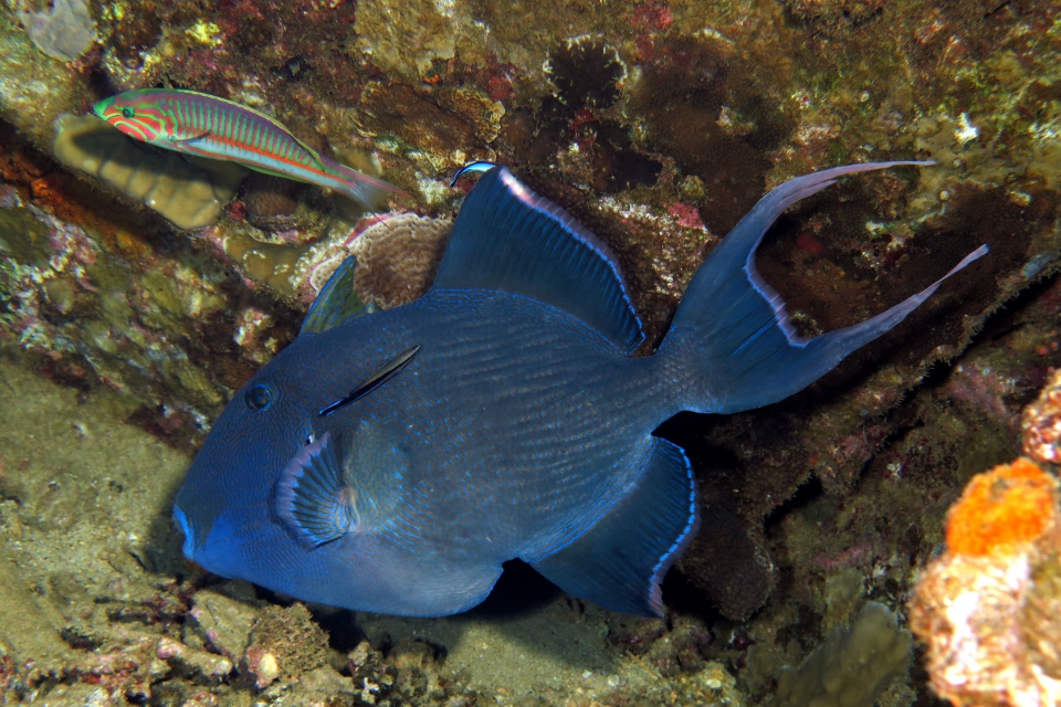 Pseudobalistes fuscus, Labroides dimidiatus, Thalassoma rueppellii