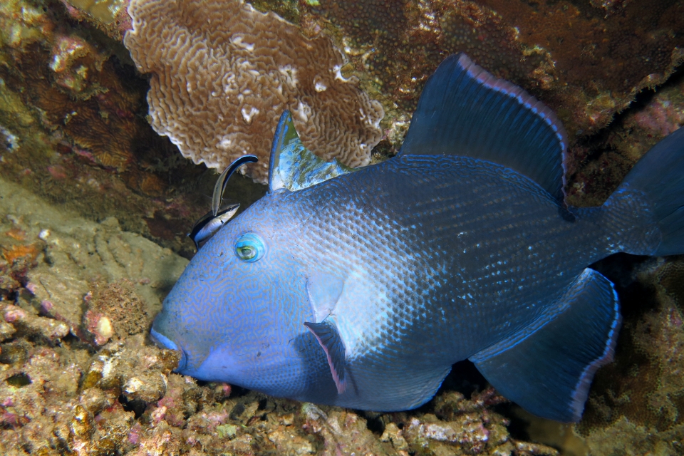 Pseudobalistes fuscus, Labroides dimidiatus