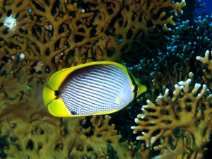 Chaetodon melannotus