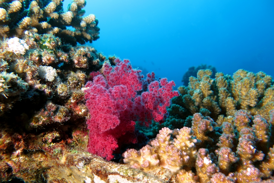 Dendronephthya ou Strereonephthya, Pocillopora verrucosa