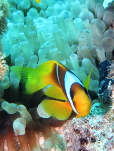 Amphiprion bicinctus, Entacmaea quadricolor, Sarcophyton sp.