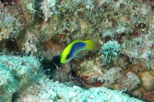 Pseudochromis flavivertex