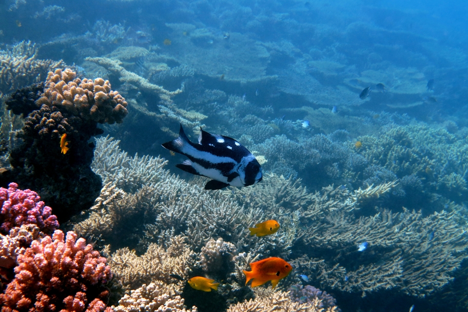 Macolor niger, Pomacentrus sulfureus