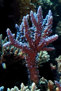 Bryaninops natans, Acropora