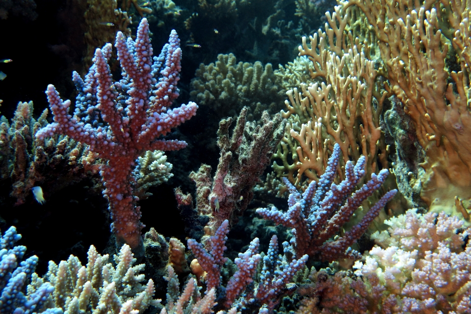 Bryaninops natans, Acropora