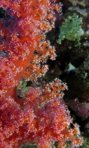 Alcyonaire