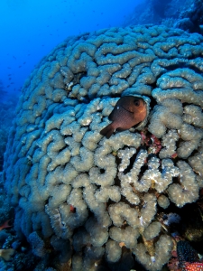 Dascyllus trimaculatus, Physogyra lichtensteini