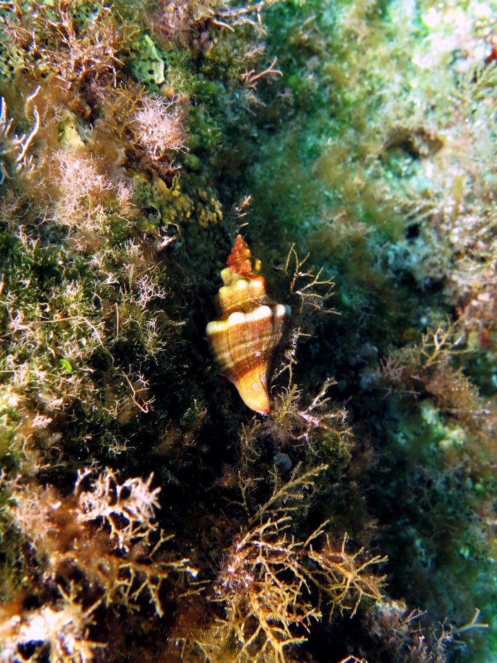 Coquille de mollusque