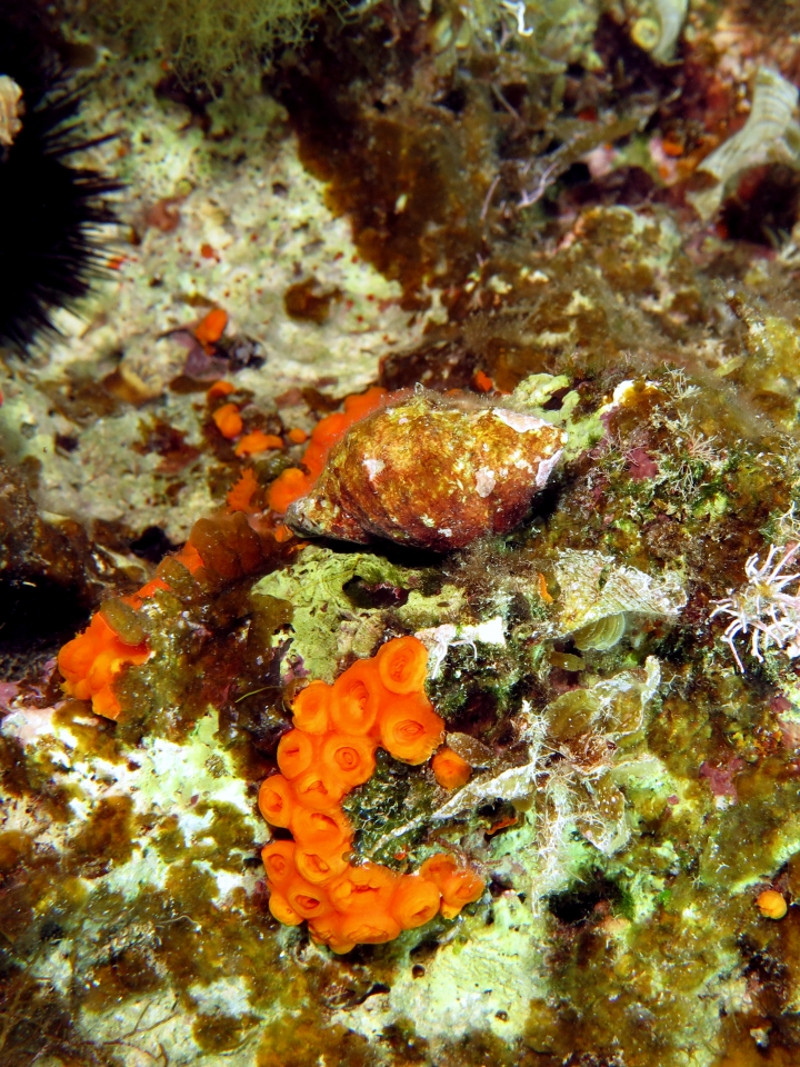 Coquille de mollusque, Astroides calycularis