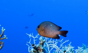 Dascyllus trimaculatus