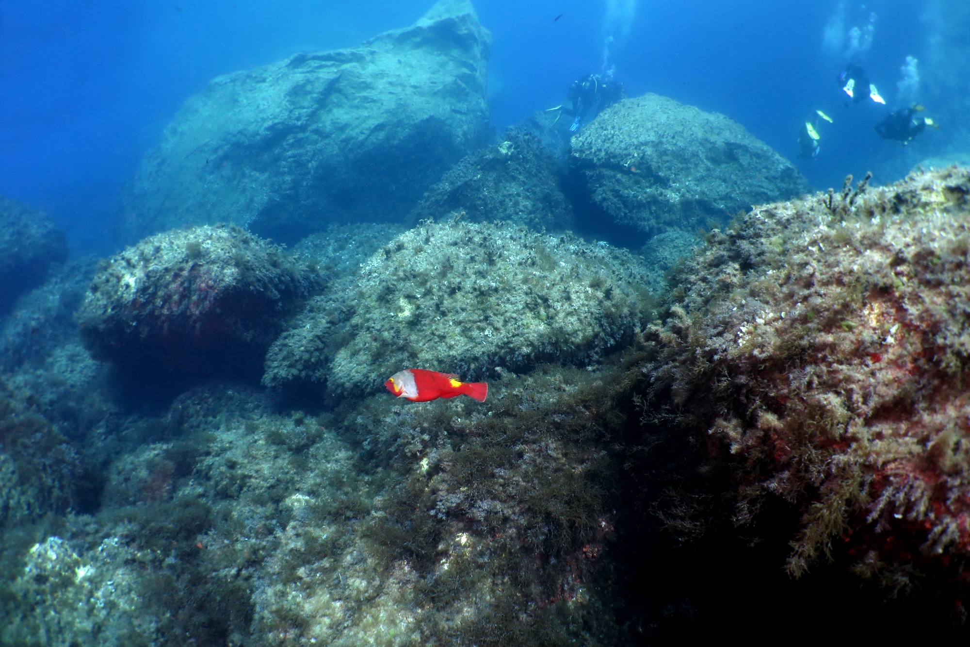 Sparisoma cretense