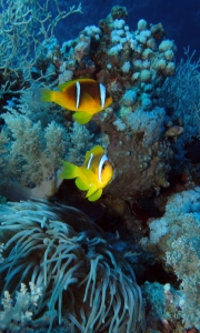 Amphiprion bicinctus