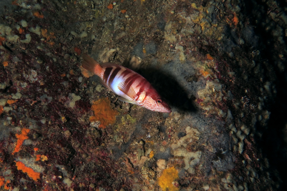 Serranus scriba