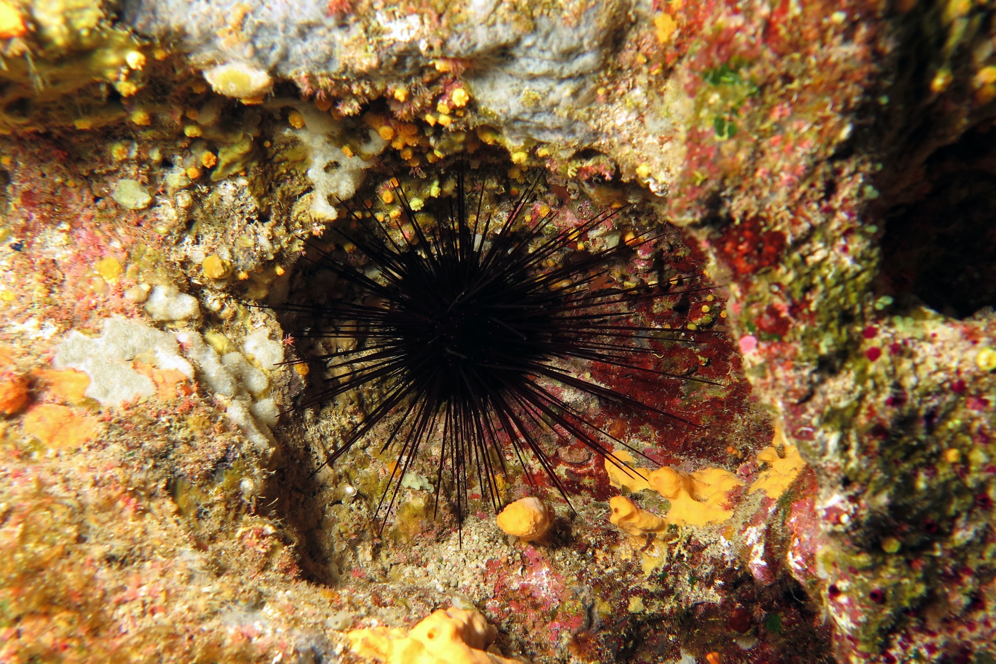 Arbacia lixula