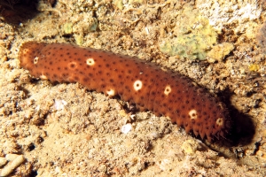 Holothuria (Platyperona) sanctori