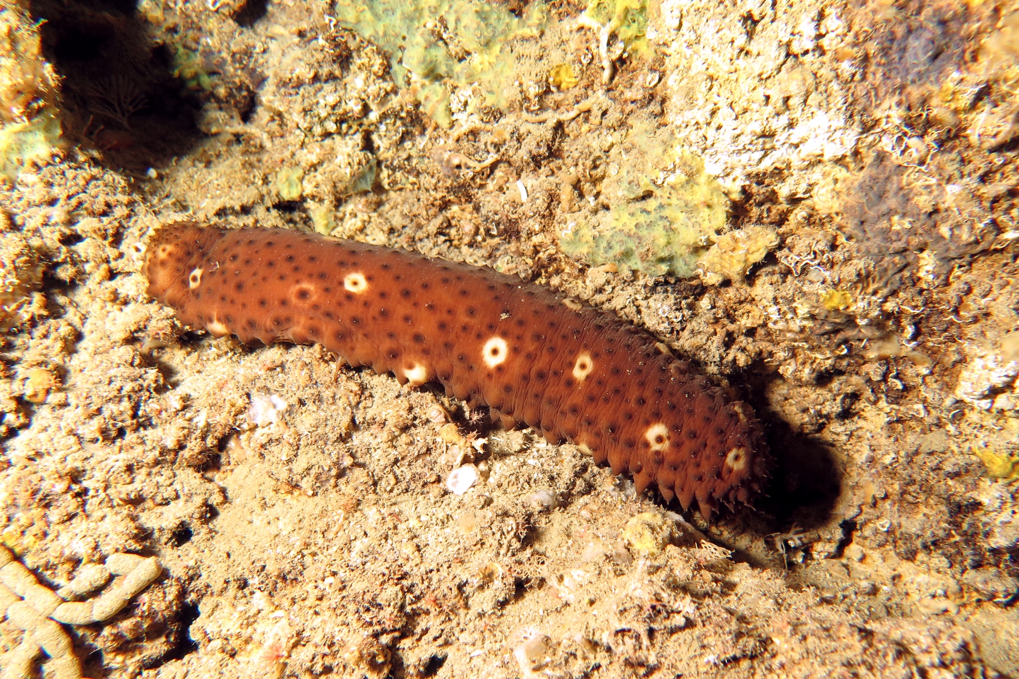 Holothuria (Platyperona) sanctori