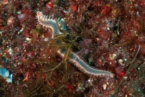 Hermodice carunculata