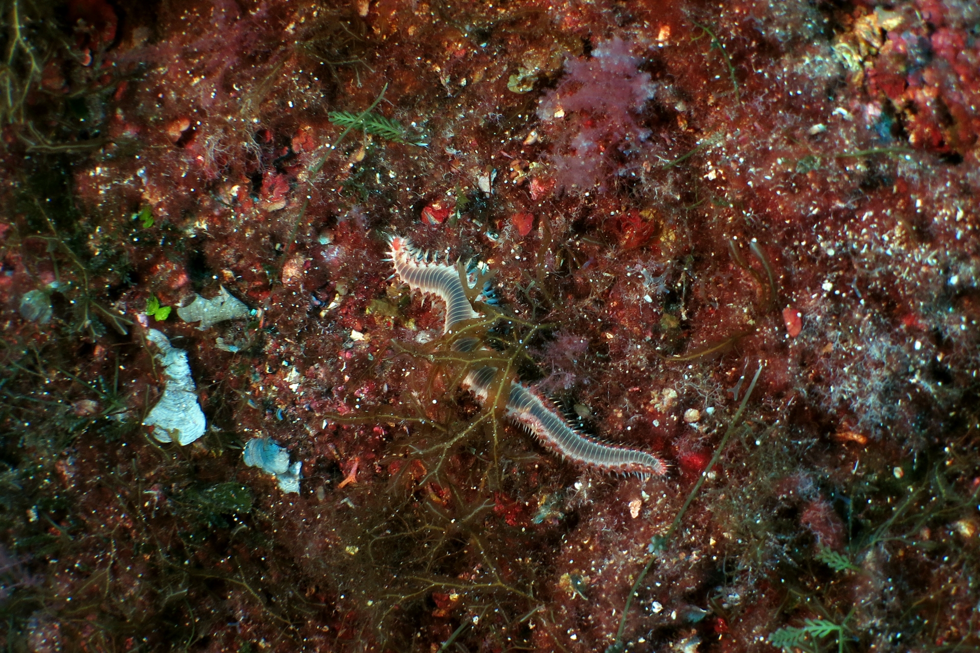 Hermodice carunculata