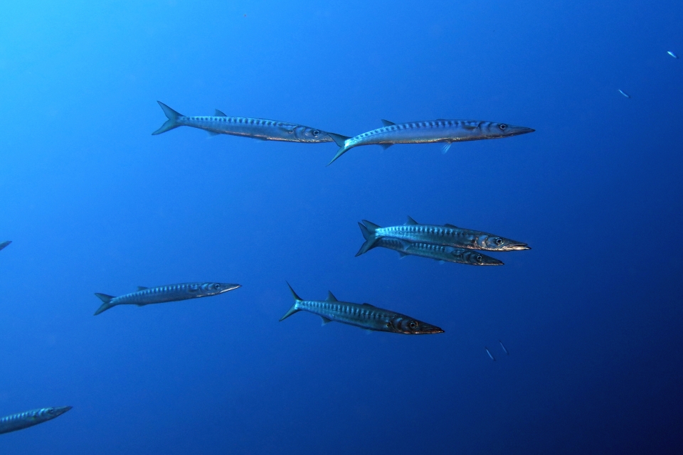 Sphyraena viridensis