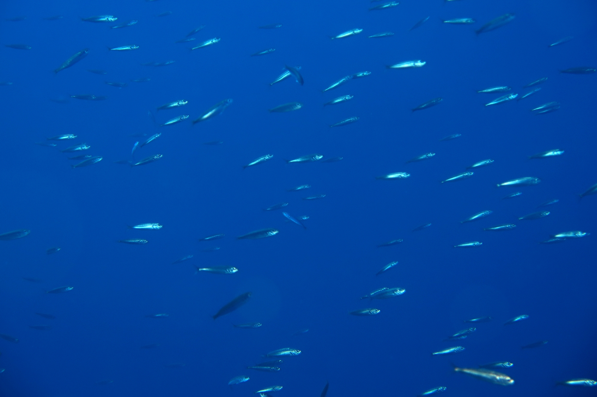 Sardina pilchardus