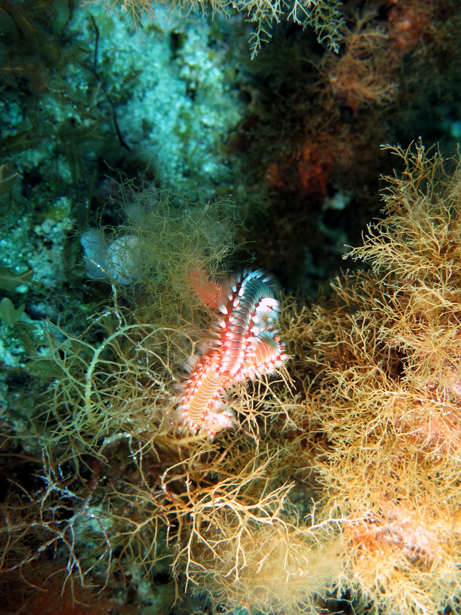 Hermodice carunculata