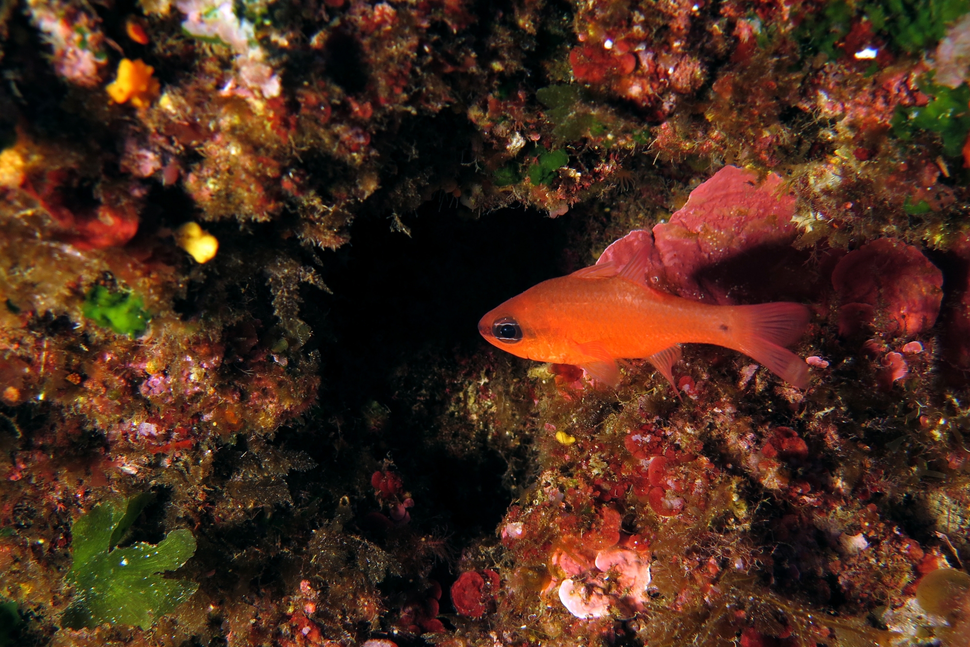 Apogon imberbis