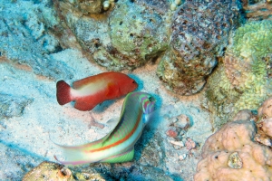 Cephalopholis hemistiktos, Thalassoma rueppellii