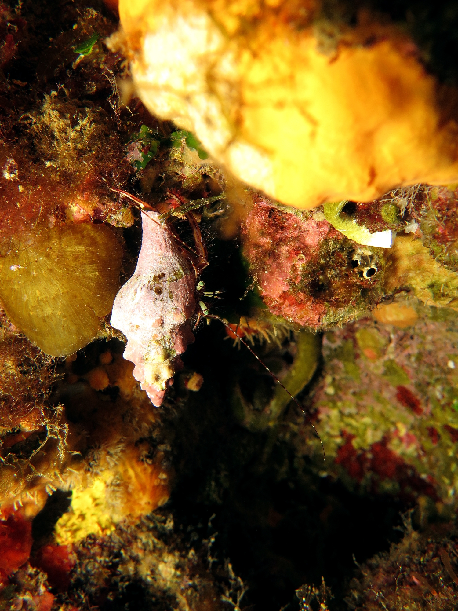 Pagurus anachoretus