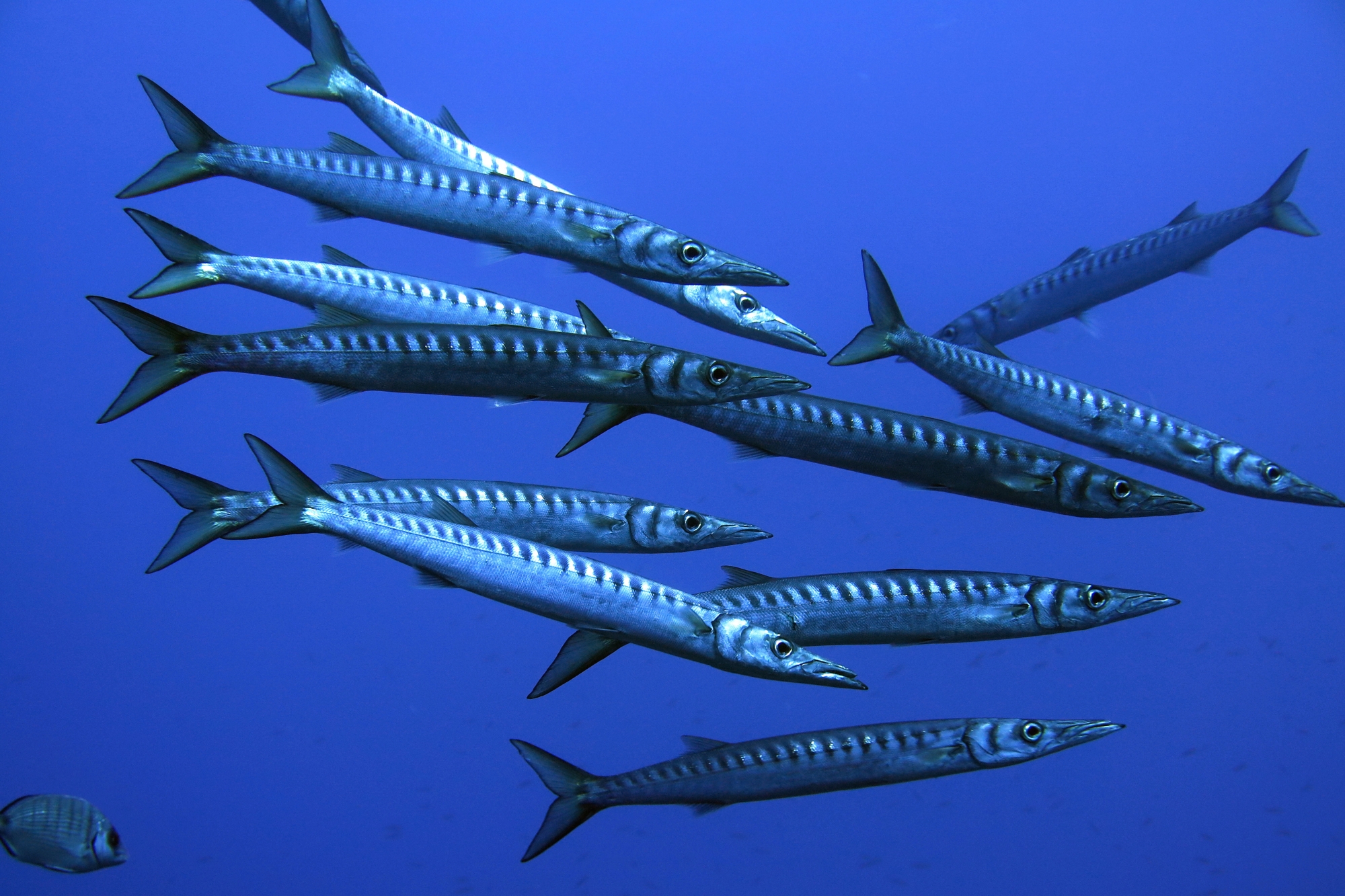 Sphyraena viridensis