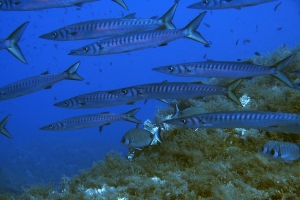 Sphyraena viridensis