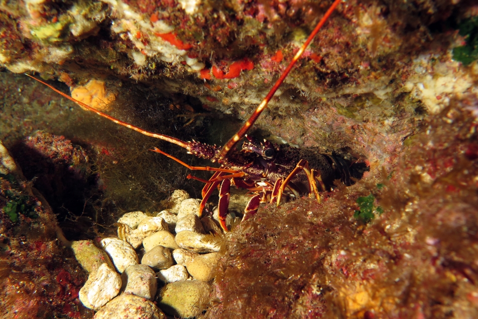 Palinurus elephas