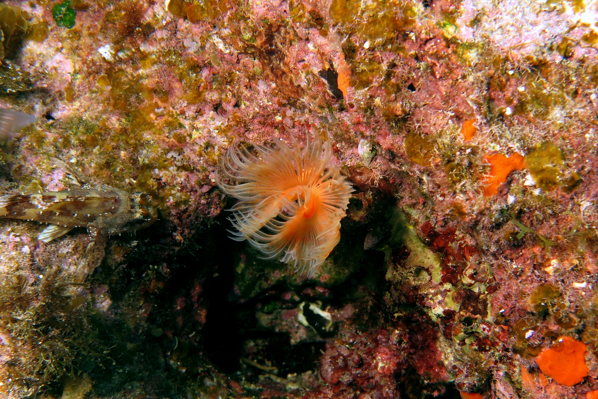 Protula tubularia