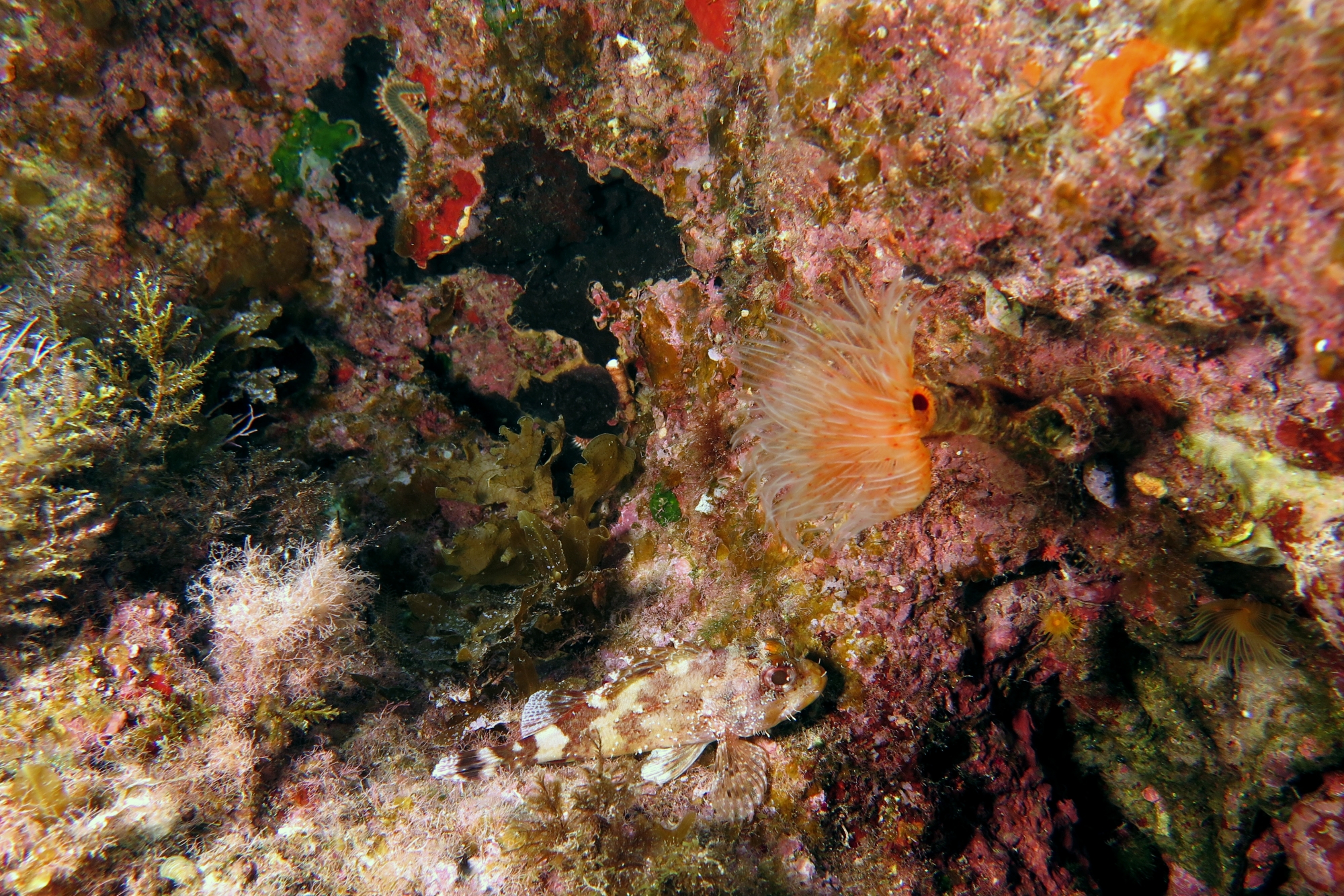 Scorpaena maderensis, Protula tubularia