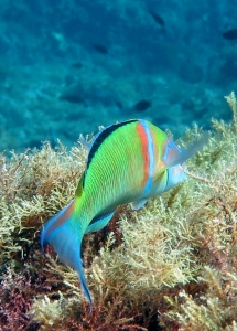 Thalassoma pavo