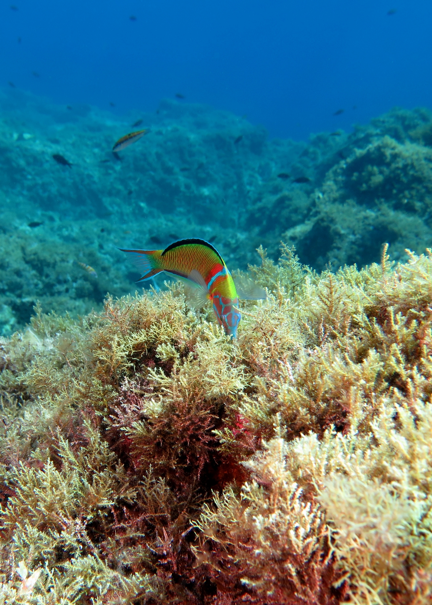 Thalassoma pavo