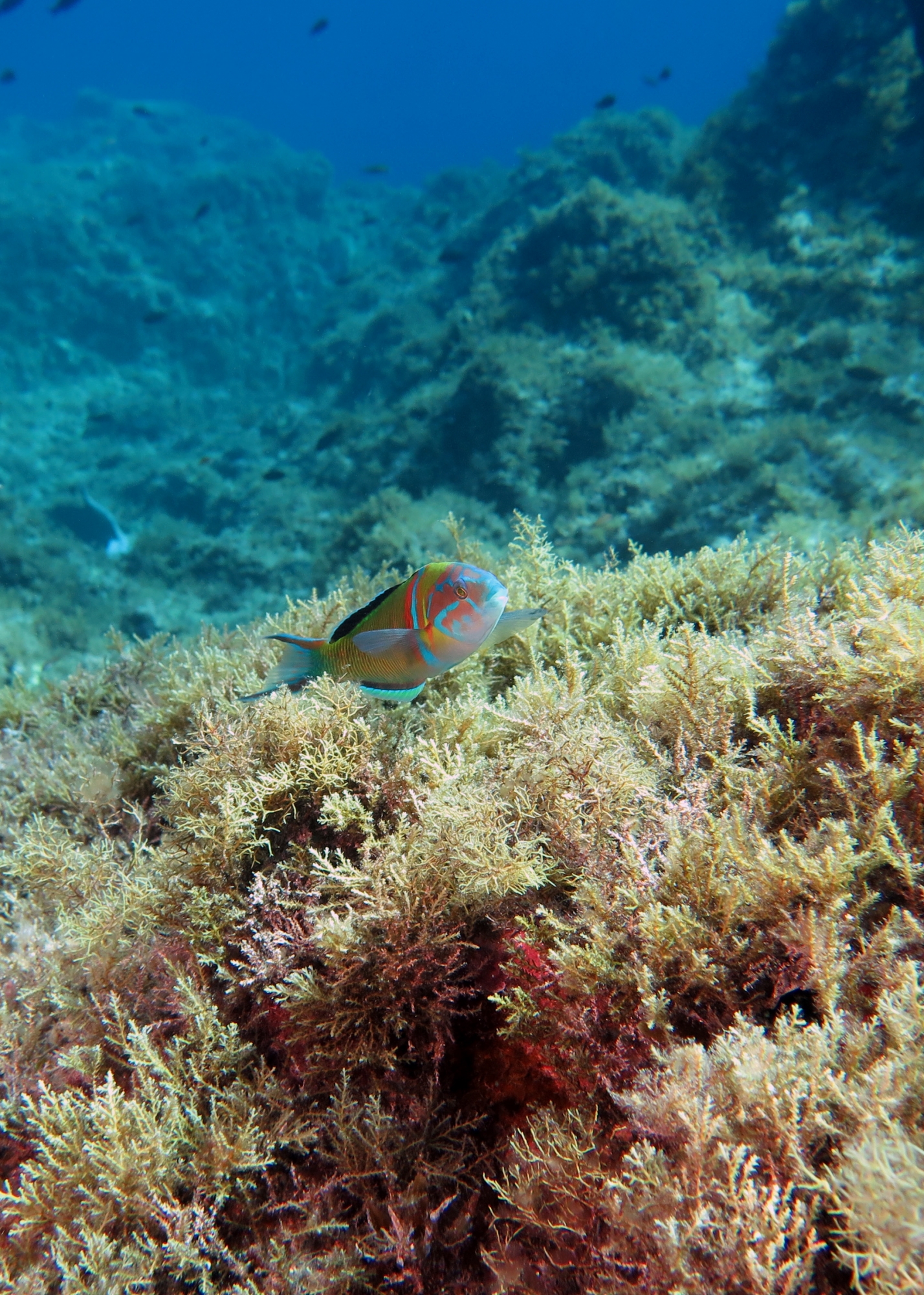 Thalassoma pavo