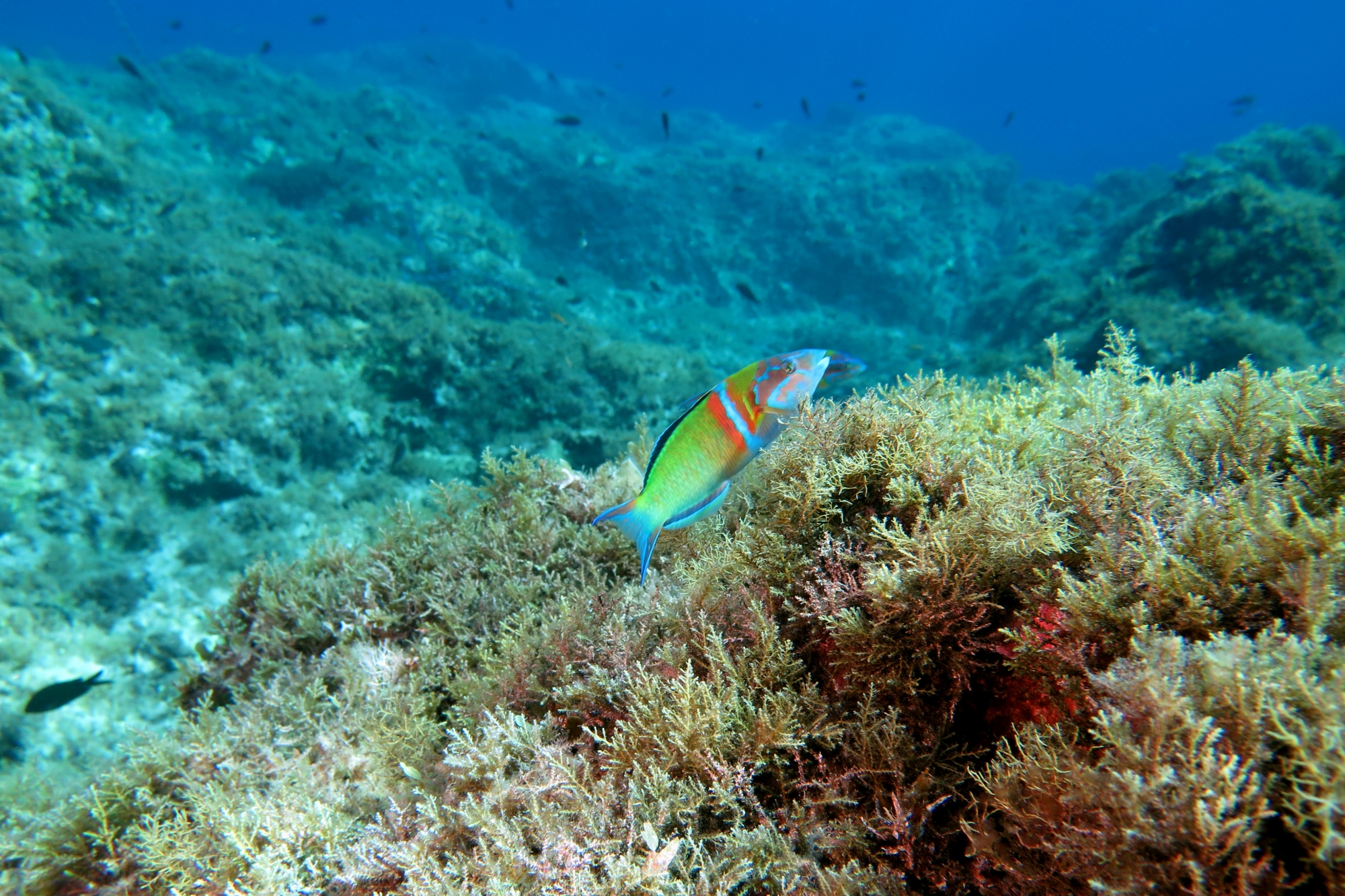 Thalassoma pavo