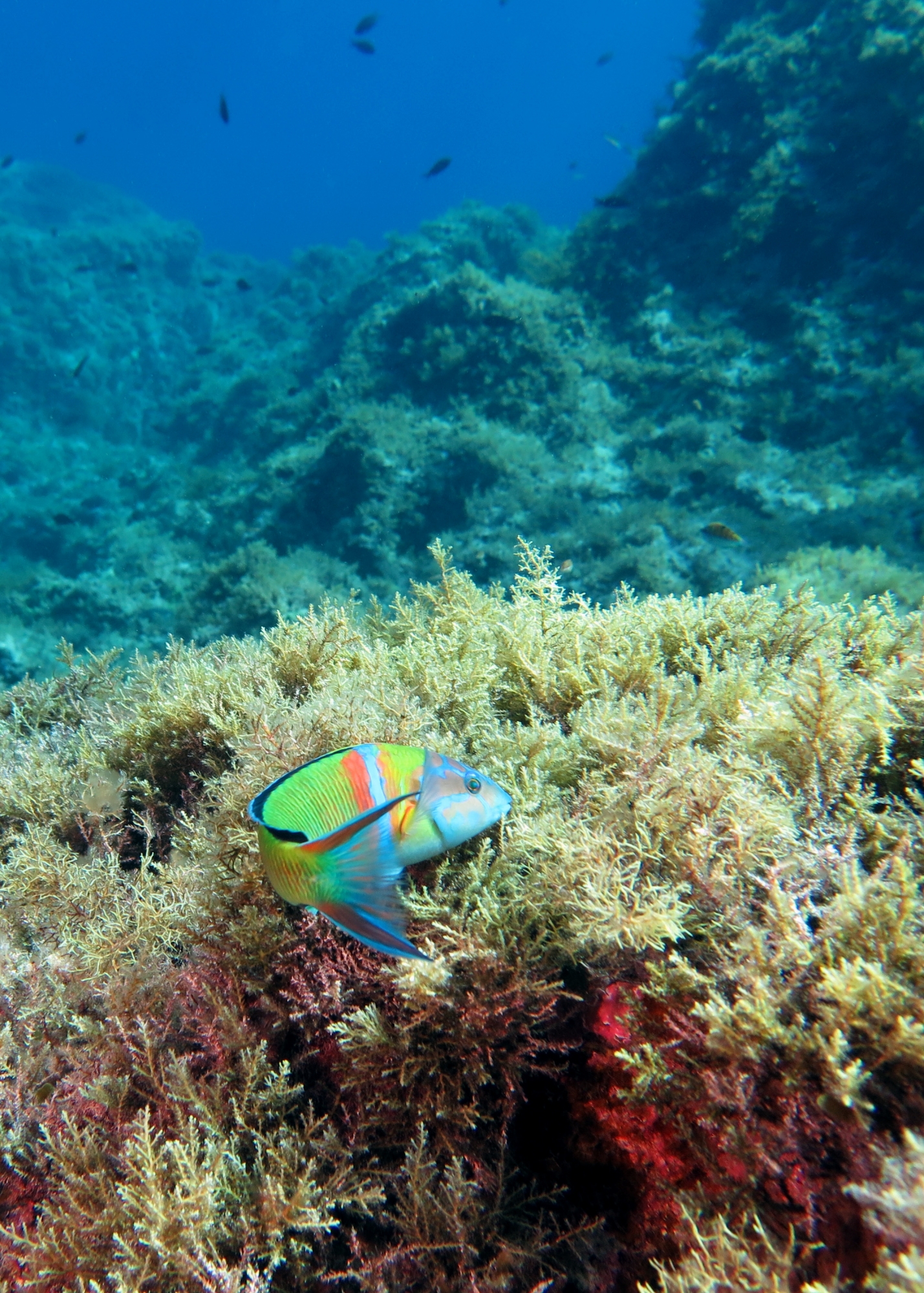 Thalassoma pavo