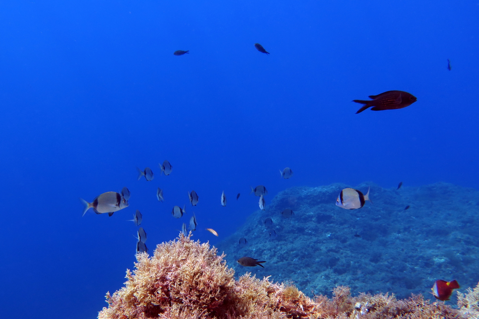 Diplodus vulgaris